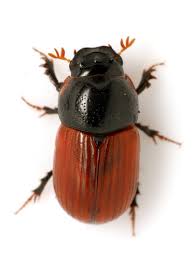 Attēlu rezultāti vaicājumam “Aphodius subterraneus imago”