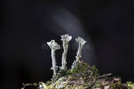 Attēlu rezultāti vaicājumam “Cladonia pyxidata”