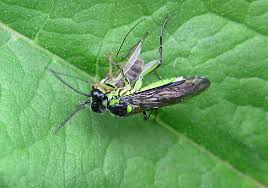 Attēlu rezultāti vaicājumam “Tenthredo mandibularis”