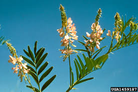 Attēlu rezultāti vaicājumam “Galega orientalis bud”