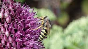 Attēlu rezultāti vaicājumam “Bembix rostrata”