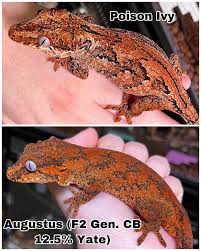 Attēlu rezultāti vaicājumam “Lycogala exiguum aggr.”