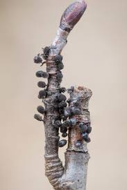 Attēlu rezultāti vaicājumam “Lamproderma arcyrioides”