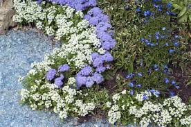 Image result for Leberbalsam