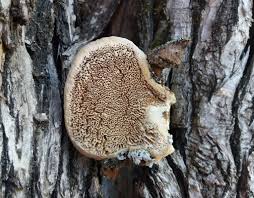 Attēlu rezultāti vaicājumam “Trametes suaveolens”