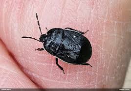 Attēlu rezultāti vaicājumam “Adomerus biguttatus”