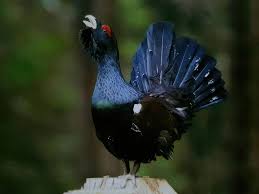 Attēlu rezultāti vaicājumam “Tetrao urogallus male”