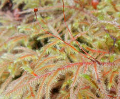 Attēlu rezultāti vaicājumam “Rhytidiadelphus”