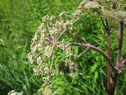 Attēlu rezultāti vaicājumam “Angelica sylvestris leaf”