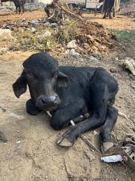 Image result for 名物糞こて