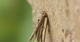 Attēlu rezultāti vaicājumam “Psyche casta larva”