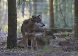 Attēlu rezultāti vaicājumam “Canis lupus”