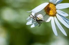 Attēlu rezultāti vaicājumam “Aranei”