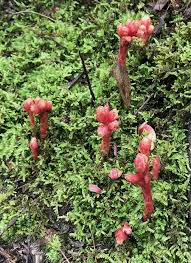 Attēlu rezultāti vaicājumam “Monotropa hypopitys flower”