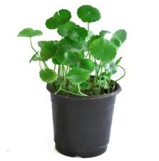 Attēlu rezultāti vaicājumam “Hydrocotyle vulgaris”