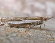 Attēlu rezultāti vaicājumam “Crambus hamella”