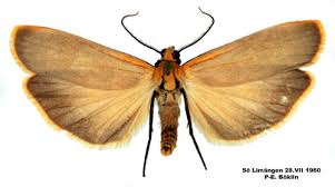 Attēlu rezultāti vaicājumam “Eilema depressa”