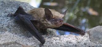 Attēlu rezultāti vaicājumam “Chiroptera”