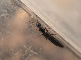 Billedresultat for rovbille