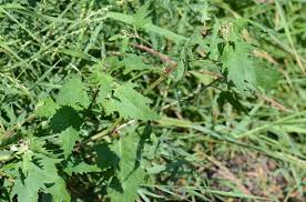 Attēlu rezultāti vaicājumam “Atriplex calotheca leaf”