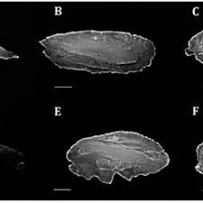 Image result for Chelon saliens