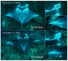 Image result for Mobula alfredi