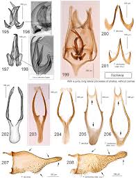 Attēlu rezultāti vaicājumam “Tischeria complanella larva”