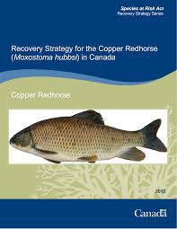 Image result for Moxostoma hubbsi