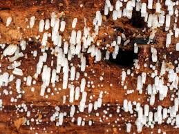 Attēlu rezultāti vaicājumam “Henningsomyces candidus”