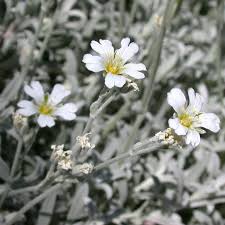 Image result for cerastium tomentosum