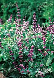 Attēlu rezultāti vaicājumam “Salvia verticillata”