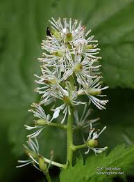 Attēlu rezultāti vaicājumam “Actaea spicata flower”