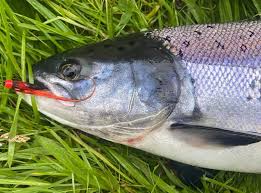 Image result for Ulverston Angling Association