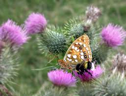 Attēlu rezultāti vaicājumam “Argynnis adippe underside”