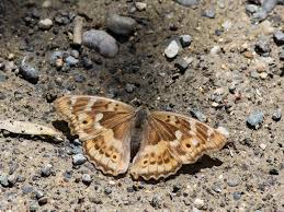 Attēlu rezultāti vaicājumam “Apatura ilia male”