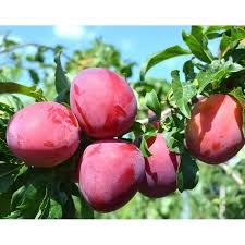 Attēlu rezultāti vaicājumam “Rosa subcanina fruit”