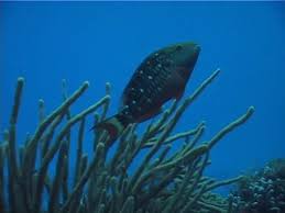 Image result for Sparisoma viride