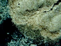 Attēlu rezultāti vaicājumam “Arcyria affinis spores”