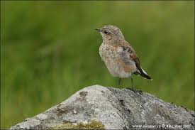 Attēlu rezultāti vaicājumam “Oenanthe oenanthe juvenile”