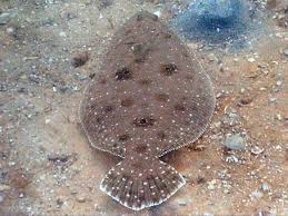 Image result for Paralichthys albigutta
