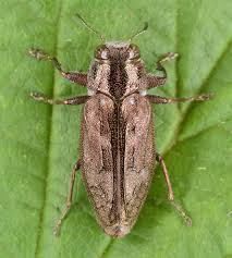 Attēlu rezultāti vaicājumam “Cribraria sp.”