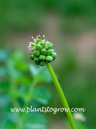 Attēlu rezultāti vaicājumam “Poterium sanguisorba flower”