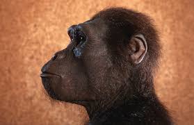 Image result for lucy