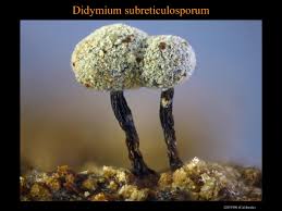 Attēlu rezultāti vaicājumam “Diderma testaceum macro”