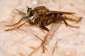 Attēlu rezultāti vaicājumam “Asilus crabroniformis”