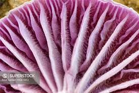 Attēlu rezultāti vaicājumam “Laccaria amethystina”