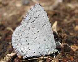 Attēlu rezultāti vaicājumam “Polyommatinae”