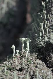Attēlu rezultāti vaicājumam “Cladonia deformis”