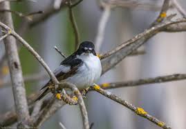 Attēlu rezultāti vaicājumam “Ficedula hypoleuca”