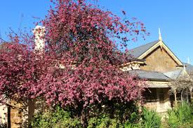 Attēlu rezultāti vaicājumam “Malus purpurea”